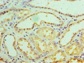 GALE Antibody