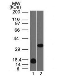 Galectin 13 Antibody / LGALS13