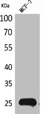 LGALS3 Antibody