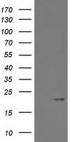 Galectin 3 Antibody