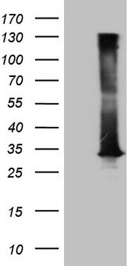 LGALS9 Antibody