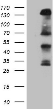 LGALS9 Antibody