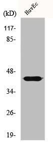 GALK1 Antibody