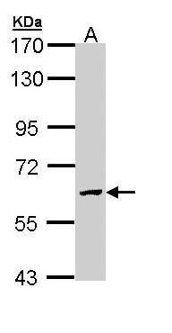 galactosamine (N-acetyl)-6-sulfatase Antibody