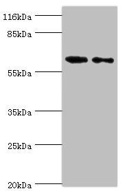 GALNT14 antibody