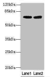 GALNT15 antibody