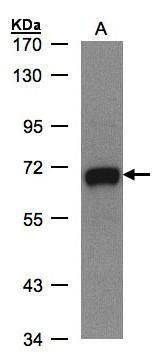 GALNT2 antibody
