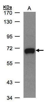 polypeptide N-acetylgalactosaminyltransferase 2 Antibody