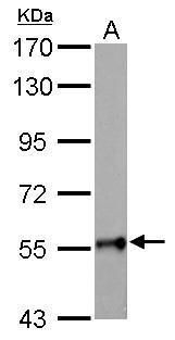 polypeptide N-acetylgalactosaminyltransferase 2 Antibody