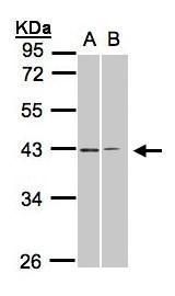GALR2 antibody [C1C2], Internal