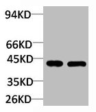 GALR2 Antibody