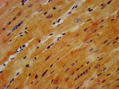 GABARAPL2 Antibody