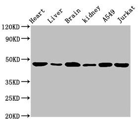 ENO2 Antibody