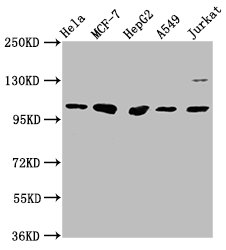 GANC antibody