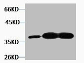 GAP43 Antibody