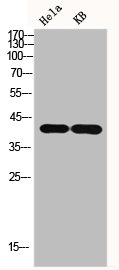 GAP43 Antibody