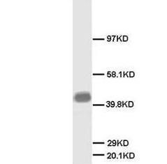 Neuromodulin GAP43 Antibody