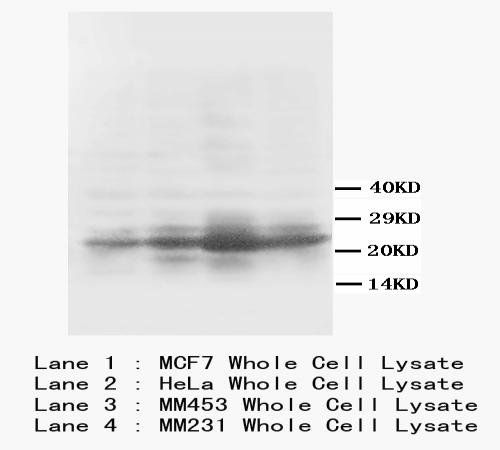 GAP43 Mouse Monoclonal Antibody