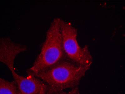 GAP43 (Phospho-Ser41) Antibody