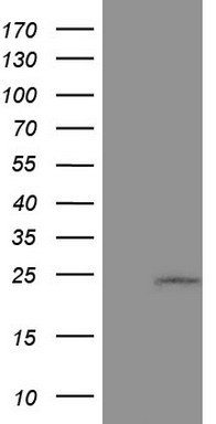 GAPDH Antibody
