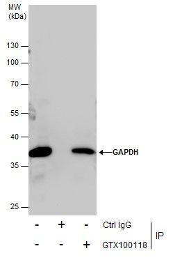 glyceraldehyde-3-phosphate dehydrogenase Antibody