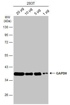 glyceraldehyde-3-phosphate dehydrogenase Antibody