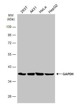 glyceraldehyde-3-phosphate dehydrogenase Antibody