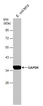 glyceraldehyde-3-phosphate dehydrogenase Antibody