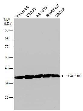 glyceraldehyde-3-phosphate dehydrogenase Antibody