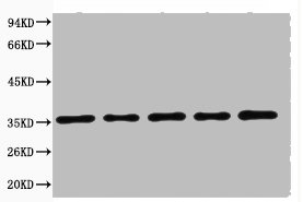 GAPDH Antibody