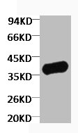 GAPDH Antibody