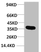 GAPDH Antibody