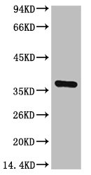 GAPDH Antibody