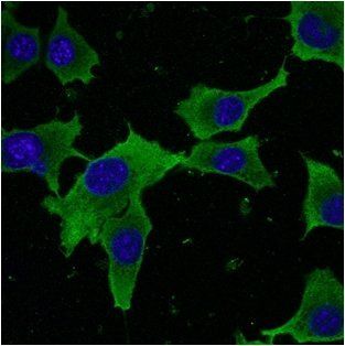 GAPDH Antibody