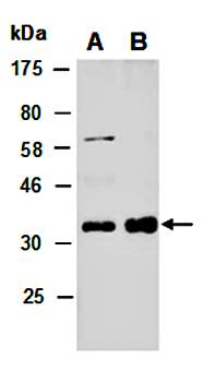 GAPDH (C) Antibody, Rabbit Polyclonal
