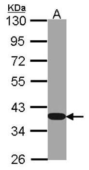 GAPDH antibody