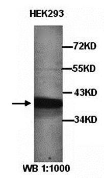 GAPDH Rabbit Polyclonal Antibody