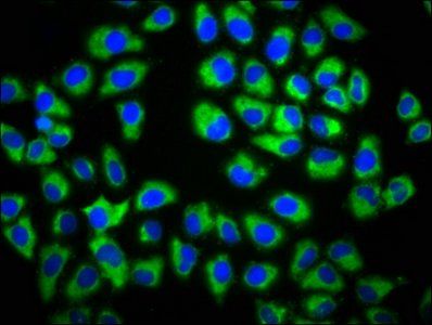 GAS1 Antibody