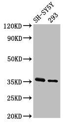 GAS1 Antibody