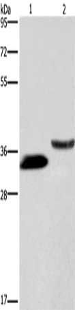 GAS1 Antibody