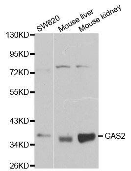 GAS2 antibody