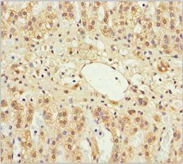 GAS2L1 Antibody