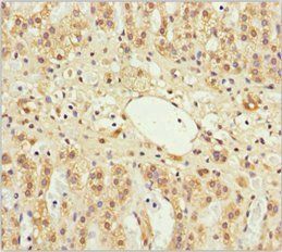 GAS2L1 antibody