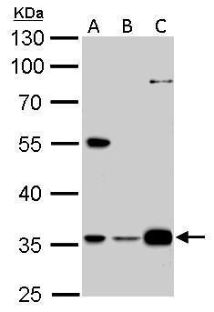 growth arrest specific 2 like 1 Antibody