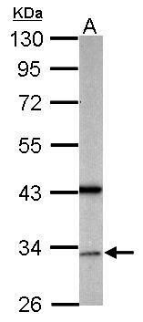 growth arrest specific 2 like 1 Antibody