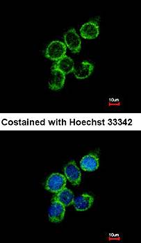 GAS2L1 antibody