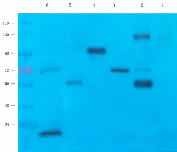 GAS6 antibody