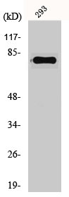 GAS6 Antibody
