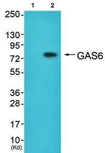 GAS6 Antibody