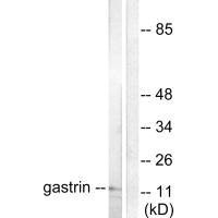 GAST antibody